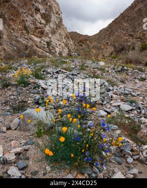 Fiori selvatici primaverili del Fargo Canyon, California Foto Stock