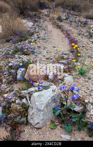 Fiori selvatici primaverili del Fargo Canyon, California Foto Stock