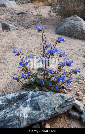 Fiori selvatici primaverili del Fargo Canyon, California Foto Stock