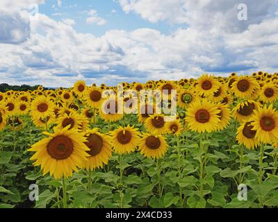 Vista di un campo con girasoli gialli in fiore in Sassonia, Germania Foto Stock