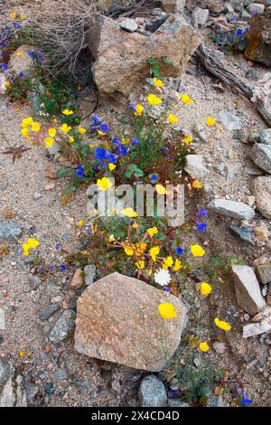 Fiori selvatici primaverili del Fargo Canyon, California Foto Stock