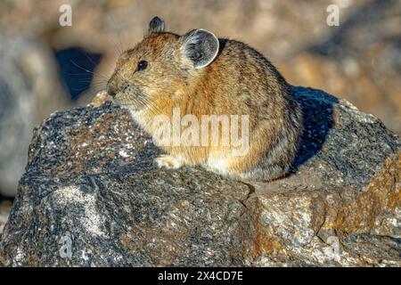 Stati Uniti, Colorado, Parco Nazionale delle Montagne Rocciose. Pika americana sul rock. Foto Stock
