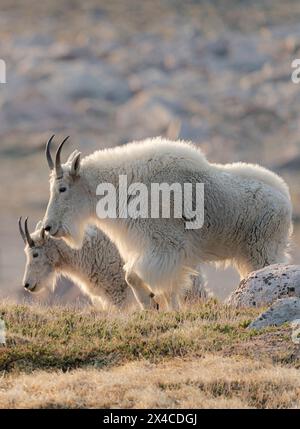 Capre delle Montagne Rocciose che arrivano in cima per cercare minerali, Mount Evans Wilderness area, Colorado Foto Stock