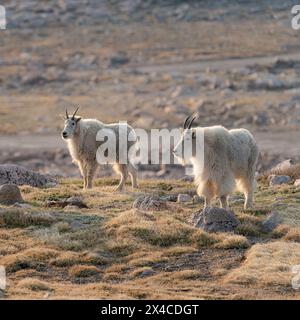 Capre delle Montagne Rocciose che arrivano in cima per cercare minerali, Mount Evans Wilderness area, Colorado Foto Stock