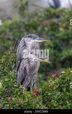 Nidificando grandi aironi blu al Venice Rookery. Foto Stock