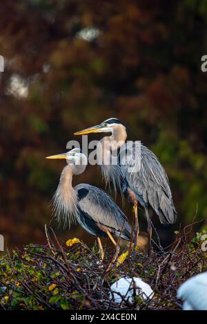 Due grandi aironi blu adulti sul loro nido in una recluta. Foto Stock