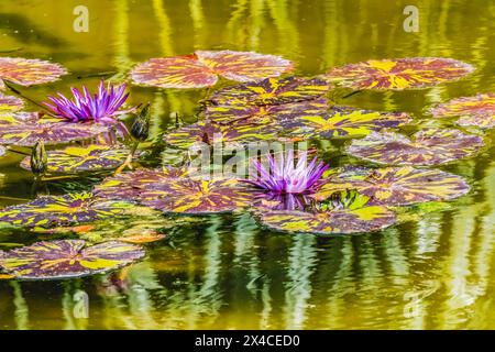 Purple Nymphaea, Fairchild Tropical Botanic Garden, Coral Gables, Florida. Foto Stock