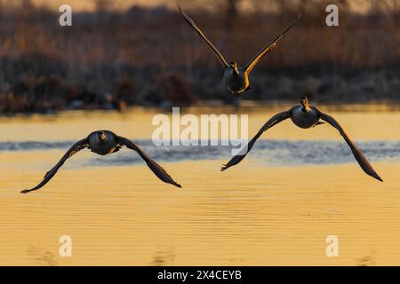 Oche del Canada (Branta canadensis) che decolla dalla zona umida all'alba, Marion County, Illinois. Foto Stock