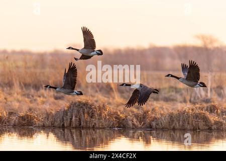 Oche del Canada (Branta canadensis) che decolla dalla zona umida all'alba, Marion County, Illinois. Foto Stock