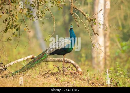 Indiane (Pavo cristatus), noto anche come uccelli comuni, e Blue Peafowl, riserva di Kabini. India Foto Stock