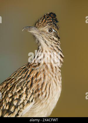 Greater Roadrunner, Tingley Beach, New Mexico Foto Stock