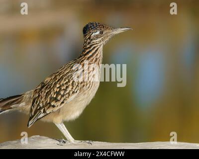 Greater Roadrunner, Tingley Beach, New Mexico Foto Stock