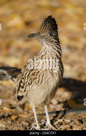 Greater Roadrunner a bosque, Tingley Beach, New Mexico Foto Stock