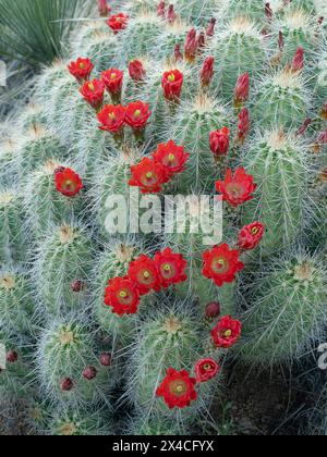 Cactus Claret-cup in fiore, Embudito Canyon Trail, New Mexico Foto Stock