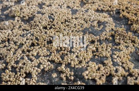 Un gruppo di Barnacoli attaccati alla superficie di una roccia. Foto Stock