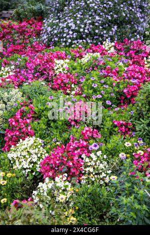 USA, Oregon, Cannon Beach. Giardino con begonie e armature Foto Stock