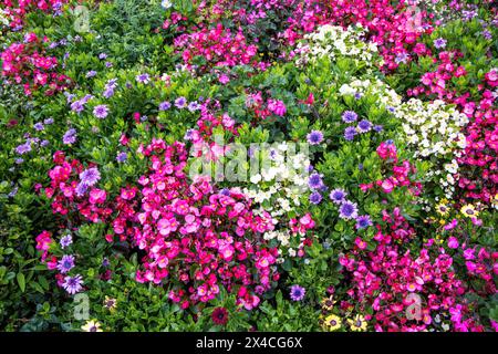 USA, Oregon, Cannon Beach. Giardino con begonie e armature Foto Stock