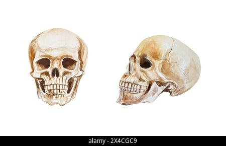 Cranio umano, vista frontale, vista laterale, profilo. Illustrazione ad acquerello disegnata a mano isolata su sfondo bianco. Per Halloween e il giorno dei morti, Foto Stock