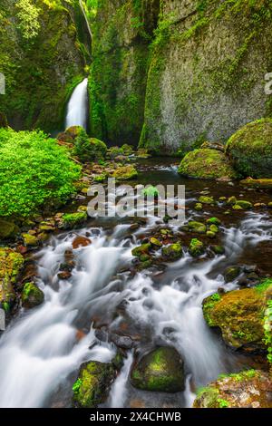 Wahclella Falls, Columbia River Gorge National Scenic Area, Oregon, Stati Uniti d'America Foto Stock