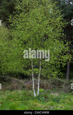 Linear Park, Cinderford è uno spazio selvaggio basato su una vecchia ferrovia forestale/tram in una zona industriale della città. Foto Stock