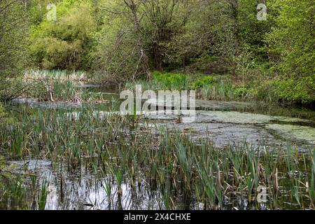 Linear Park, Cinderford è uno spazio selvaggio basato su una vecchia ferrovia forestale/tram in una zona industriale della città. Foto Stock