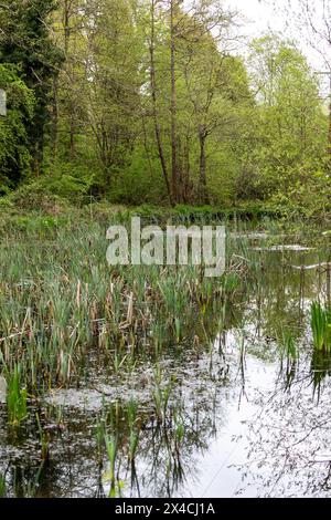 Linear Park, Cinderford è uno spazio selvaggio basato su una vecchia ferrovia forestale/tram in una zona industriale della città. Foto Stock