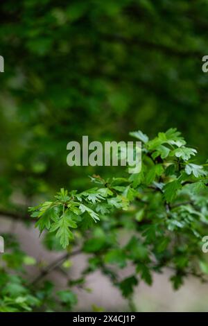 Linear Park, Cinderford è uno spazio selvaggio basato su una vecchia ferrovia forestale/tram in una zona industriale della città. Foto Stock