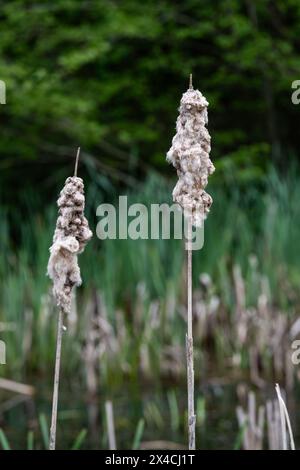 Linear Park, Cinderford è uno spazio selvaggio basato su una vecchia ferrovia forestale/tram in una zona industriale della città. Foto Stock