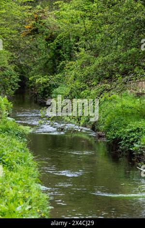 Linear Park, Cinderford è uno spazio selvaggio basato su una vecchia ferrovia forestale/tram in una zona industriale della città. Foto Stock