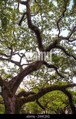 Charleston, Carolina del Sud, Stati Uniti. Vecchio albero di quercia con polpo noioso come rami Foto Stock