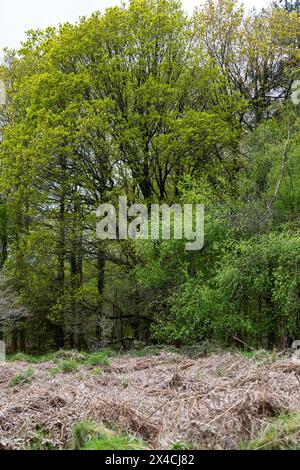 Linear Park, Cinderford è uno spazio selvaggio basato su una vecchia ferrovia forestale/tram in una zona industriale della città. Foto Stock