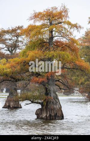 Stati Uniti, Texas. Lago Caddo e cipressi di colore autunnale. Foto Stock