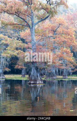 Stati Uniti, Texas. Lago Caddo e cipressi di colore autunnale. Foto Stock
