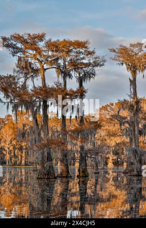 Stati Uniti, Texas. Lago Caddo e cipressi di colore autunnale. Foto Stock