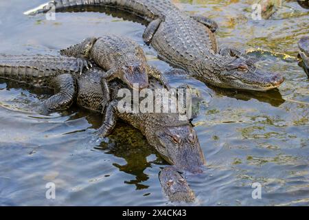 USA, Texas, Cameron County. South padre Island, South padre Island Birding and Nature Center, alligatore americano nello stagno Foto Stock