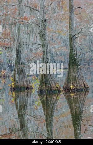 Stati Uniti, Texas. Lago Caddo e cipressi di colore autunnale. Foto Stock