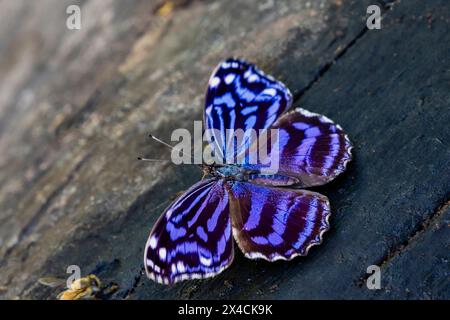 Stati Uniti, Texas, contea di Hidalgo. National Butterfly Center, farfalla messicana di bluewing Foto Stock