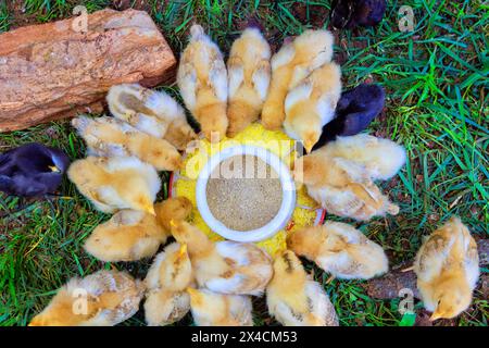 I piccoli polli mangiano del grano speciale dall'alimentatore dell'azienda agricola Foto Stock