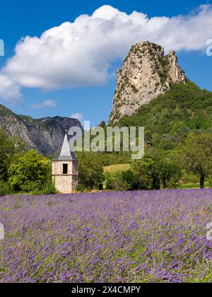 Campi di lavanda in fiore con montagne vicino al villaggio di Saou nel dipartimento di Drome. Francia Foto Stock