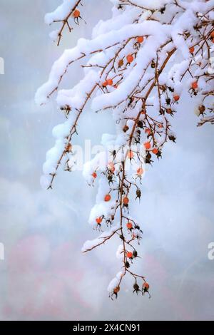 Stati Uniti, Stato di Washington. Rami di rosa ricoperti di neve e neve invernale. Foto Stock