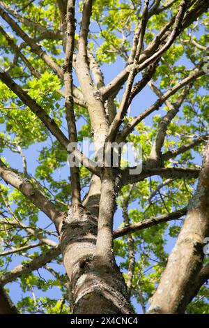 Pezzata splendente di luce solare attraverso la campagna inglese. Foto Stock