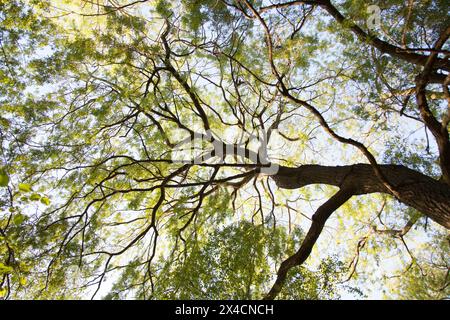 Pezzata splendente di luce solare attraverso la campagna inglese. Foto Stock