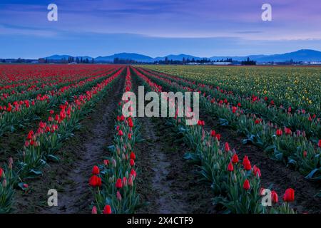 Stati Uniti, Stato di Washington, Mt. Vernon. Tulipani primaverili che crescono sul campo Foto Stock