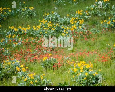 Stati Uniti, stato di Washington, contea di Kittitas. Fiori selvatici in un campo nella contea di Kittitas. Foto Stock