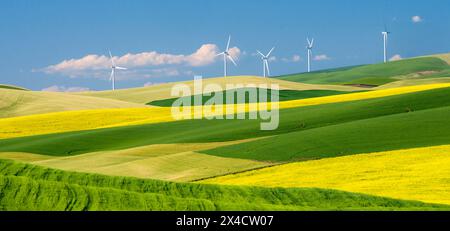 Stati Uniti, Stato di Washington, Palouse. Mulini a vento che torreggiano su campi di grano e canola nella regione di Palouse, nella parte orientale dello stato di Washington. Foto Stock