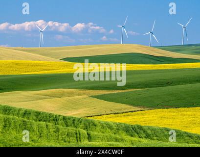 Stati Uniti, Stato di Washington, Palouse. Mulini a vento che torreggiano su campi di grano e canola nella regione di Palouse, nella parte orientale dello stato di Washington. Foto Stock