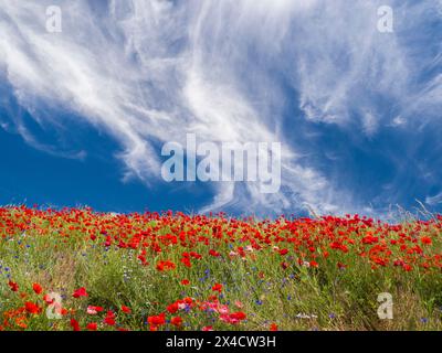 Stati Uniti, Stato di Washington, Palouse. Papaveri rossi brillanti e fiori blu scapolo con cielo azzurro e nuvole selvagge. Foto Stock