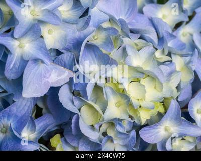 Stati Uniti, Stato di Washington, Auburn. Primo piano di un fiore di ortensia blu. Foto Stock