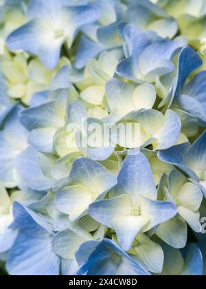 Stati Uniti, Stato di Washington, Auburn. Primo piano di un fiore di ortensia blu. Foto Stock