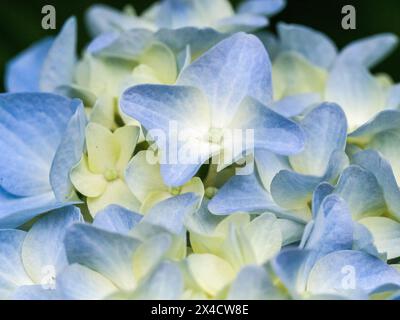 Stati Uniti, Stato di Washington, Auburn. Primo piano di un fiore di ortensia blu. Foto Stock